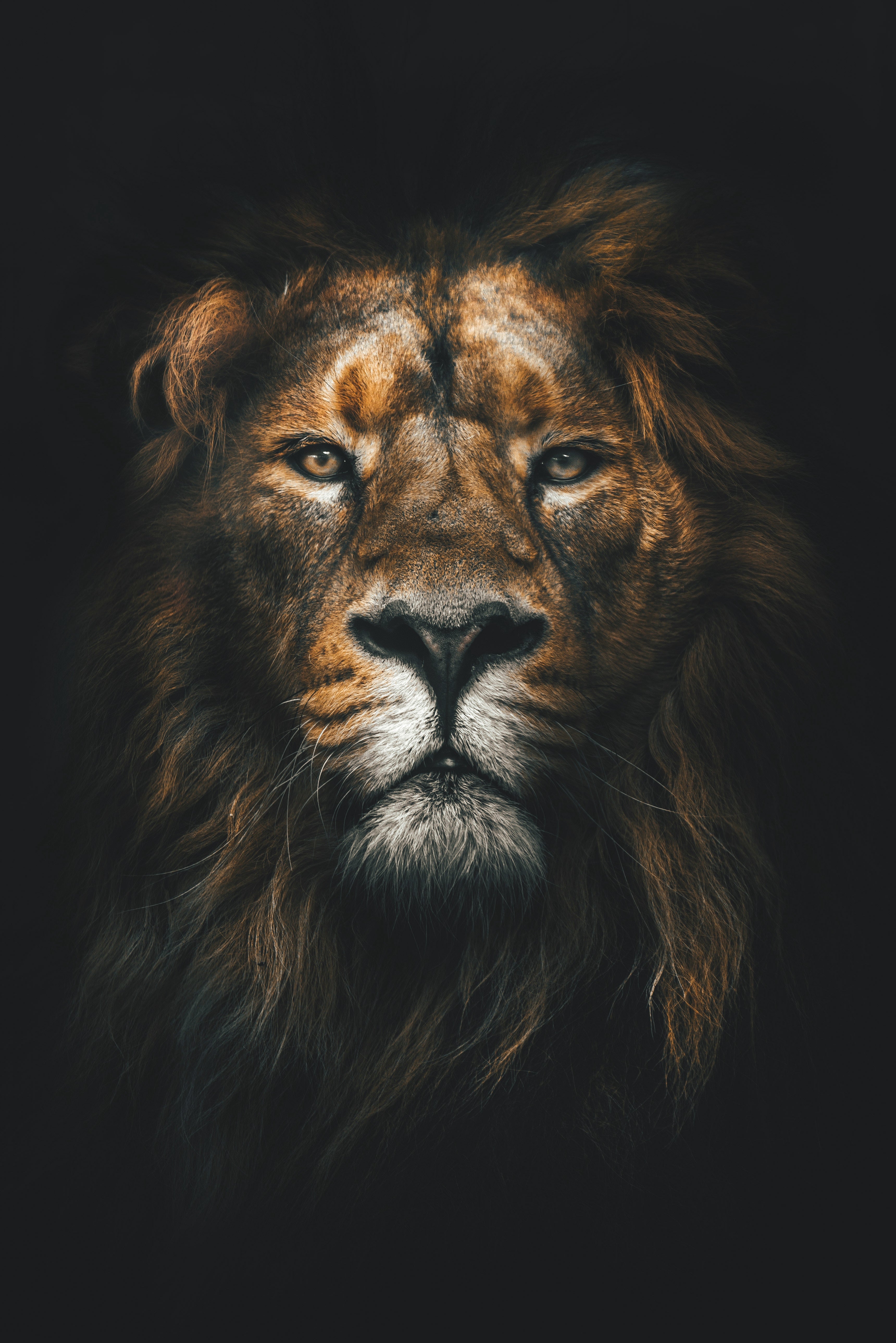 Royal Reverie: A Vivid Lion Portrait Wall Art